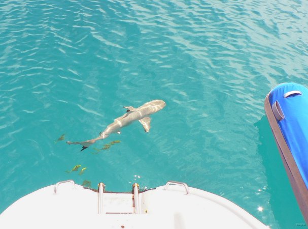 34- Les requins a pointe noire, omnipresents 